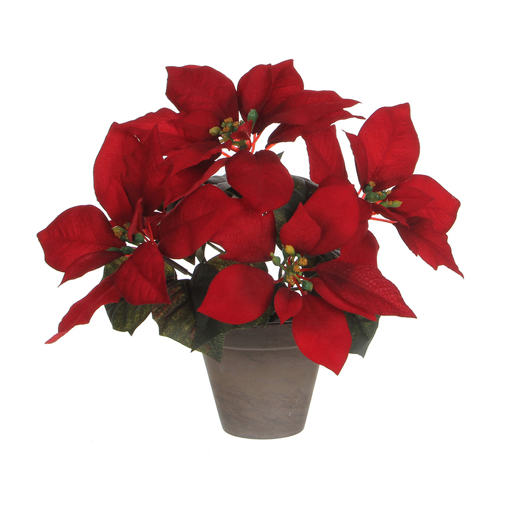 Planta Flor do Natal Vermelha em Vaso Cinzento